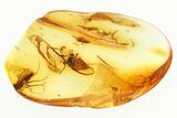 Two Detailed Fossil True Midges (Chironomidae) in Baltic Amber #328208-1